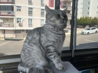 Oyuncu bebek 5 aylık dişi british shorthair