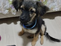 Çok sevecen ve sağlıklı pinscher