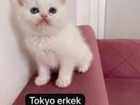 Sağlıklı scottish straight ev ortamından
