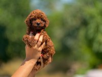 Micro teacup korea poodle
