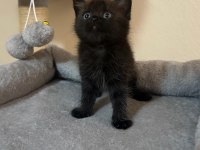Mamaya sahiplendirilecek minik kediler