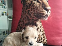 En güzel Wc eğitimli kore maltipoo yavrularımız