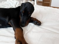 Her Renk Doberman Mevcut