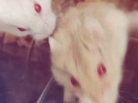 2 adet Gonzalez hamster dişi erkek