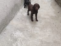 Safkan Rus finosu kızıl ve siyah