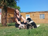 Border Collie yavrularımız