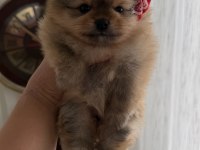 Süslü pomeranian kızlar