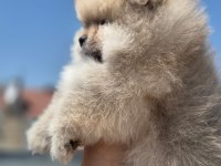 DİŞİ AYI SURAT POMERANİAN BOO