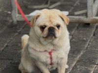 6 AYLIK AŞILARI TAM DİŞİ WHİTE PUG