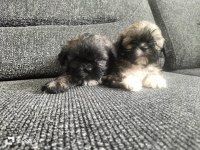 Shih Tzu 0 numara erkek yavrular