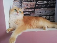 Bri Ny12 black golden shell 2 yaşında dişi