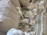3 aylık british shorthair dişi yavrularım