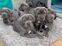 Cane Corso Yavrularımız