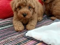 Toy poodle 2 aylık yavrumuz