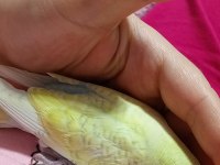 Cıvıl cıvıl rengarenk uysal bebek kuşlar için ulaşın