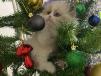 YAVRU BRİTİSH LONGHAİR KEDİSİ