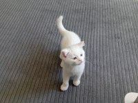 YAVRU SCOTTİSH KEDİMİZ GRİ BEYAZ