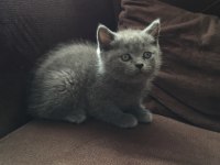 BRİTİSH SHORTHAİR YAVRU KEDİLER