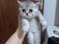 Sevgi dolu british shorthair bebeklerim