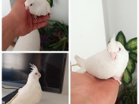 Bebek Albino Sultan Papağanı Pamuk Evcil Ev üretimi