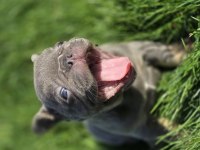 Renkli Gözlü Ev Ortamında Bakılan French Bulldog Yavrularım
