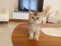 Golden british shorthair yavrular