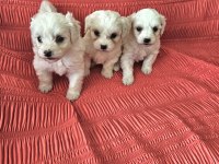 Terrier maltese bebekler