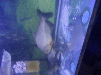 Etcil pirana