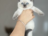 Üst Kalite British Shorthair Blue Point