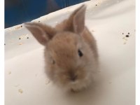 Cüce tavşan ve mini rex tavşanımız