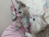 ERKEK CHİNCHİLLA SİLVER YAVRULARIMIZ