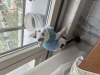 8 Aylık Tekir Kedimiz Yeni Sahibini Arıyor