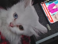 Kedi Balım