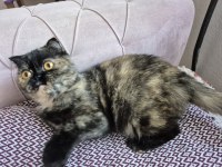 Eşsiz Surat Yapısına Sahip Özel Renk Scottish Fold