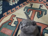 Scottish fold kedimiz