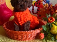 Anne yanından toy poodle bebekler