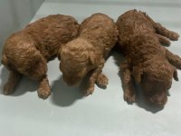 Haftaya Teslim Orjinal Toy Poodle Yavrular