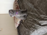 Acil satılık scottish fold