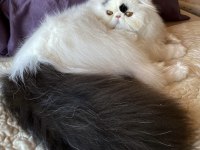 Safkan exotic longhair kısırlaştırılmış erkek