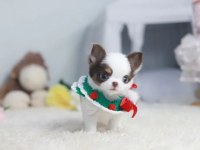 MİNİ ELMA KAFA TEACUP CHİHUAHUA BEBEKLER