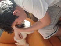 3.5 aylık Maltipoo