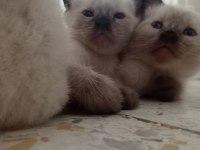 Anne altında siyam kedisi