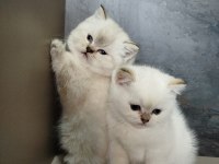 British shorthair mavi göz bebekler