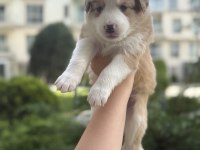 Zeki ve sevimli Border Collie yavrular