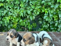 Safkan anne ve babadan beagle yavruları