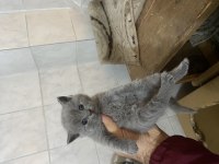 Dişi erkek mevcut british shorthair