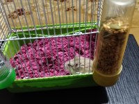 Cok sevimli hamster