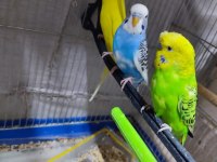 1 çift jumbo erkek lutino dişi 1 adet japones muhabbet kuşu