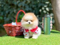 Orjinal ırk muhteşem güzellikte pomeranian boo yavrular