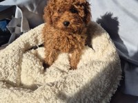 Mınık Poodle Prenses